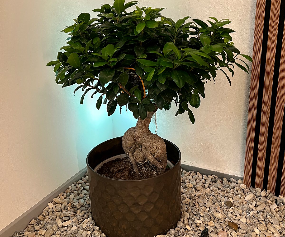 Ficus-Bonsai auf Kiesbett im Head-Spa-Bereich